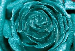 Image result for Teal Rose Flower
