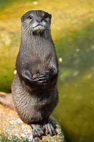 Image result for Otter Animal