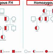 Image result for Homozygous Familial Hypercholesterolemia