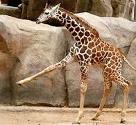 Image result for Funny Looking Giraffe