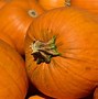 Image result for Pumpkin Patches Attleboro Massachusetts