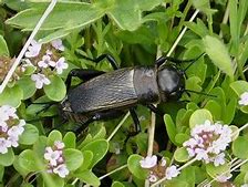 Image result for Female Cricket Insect