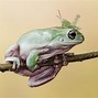 Image result for Funny Frog Pictures