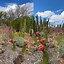 Image result for Arizona Cactus Pictures