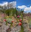 Image result for Cactus Flower Plant