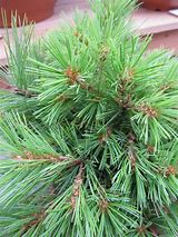 Image result for Pinus strobus Minima