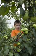 Image result for Apple Tree and Boy