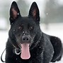 Image result for What Is a German Shepherd Show Dog