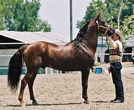 Image result for Foundation Morgan Horse