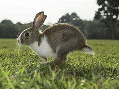Image result for Bunny Rabbit