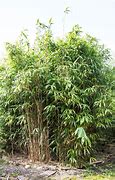 Image result for Pseudosasa japonica