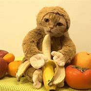 Image result for Cat with Banana Meme