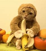 Image result for Banana Cat Gift