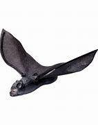 Image result for Fly ING Bat Toy
