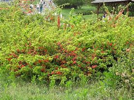 Image result for chaenomeles_japonica