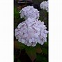 Image result for Hydrangea macrophylla Mme Emile Mouillère