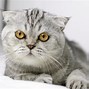 Image result for Flat Face Cat Breed