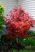 Image result for Japanese Maple Trees Dwarf