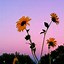 Image result for iPhone 3D Sunflower Wallpaper