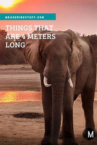 Image result for Things That Are a Meter Long