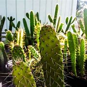 Image result for Florida Cactus Plants Pictures