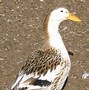 Image result for Duck Yellow Apple