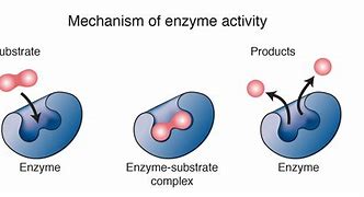 Image result for Enzyme Function Diagram