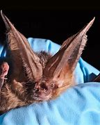 Image result for Bats in New Mexico