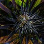 Image result for Hybrid Strains