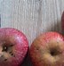 Image result for Annurca Apple