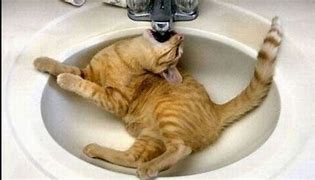 Image result for Lolcats Fail