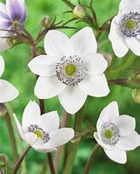 Image result for Anemone leveillei