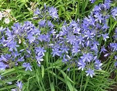 Bildergebnis für AGAPANTHUS PINOCCHIO