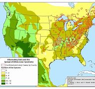 Image result for Types of Bats in Pennsylvania