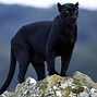 Image result for Wallpaper Wildlife Black and Red