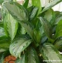 Image result for Low Maintenance Houseplants