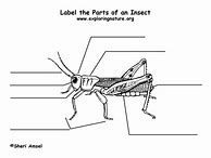 Image result for Label an Insect Worksheet