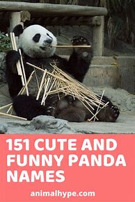 Image result for Panda Names Girl