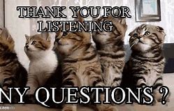 Image result for Cat Asking Questions Meme