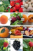 Image result for All Hybrid Fruits