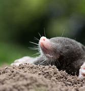 Image result for Pest Control Moles