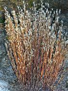 Image result for Andropogon ternarius