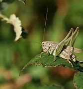 Image result for Grey Cricket Male or Female