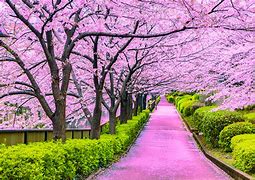 Image result for Cherry Blossom Tree Japan
