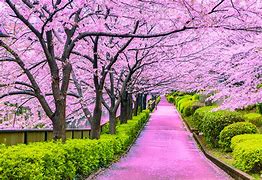 Image result for Pink Cherry Blossom Japan