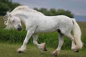 Image result for White Draft Horses for Sale