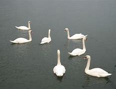 Image result for 7 Swans Are Swimming