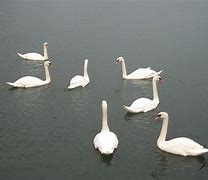 Image result for 7 Swans a Swimming Pictures