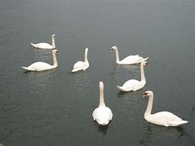 Image result for 7 Swans Are Swimming