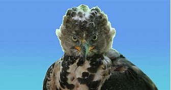 Image result for Crowned Eagle Flying